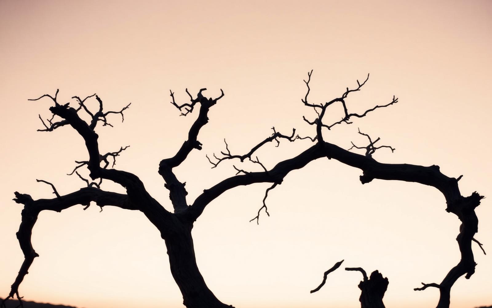Two ancient gnarled tree branches intertwined against a soft warm sky